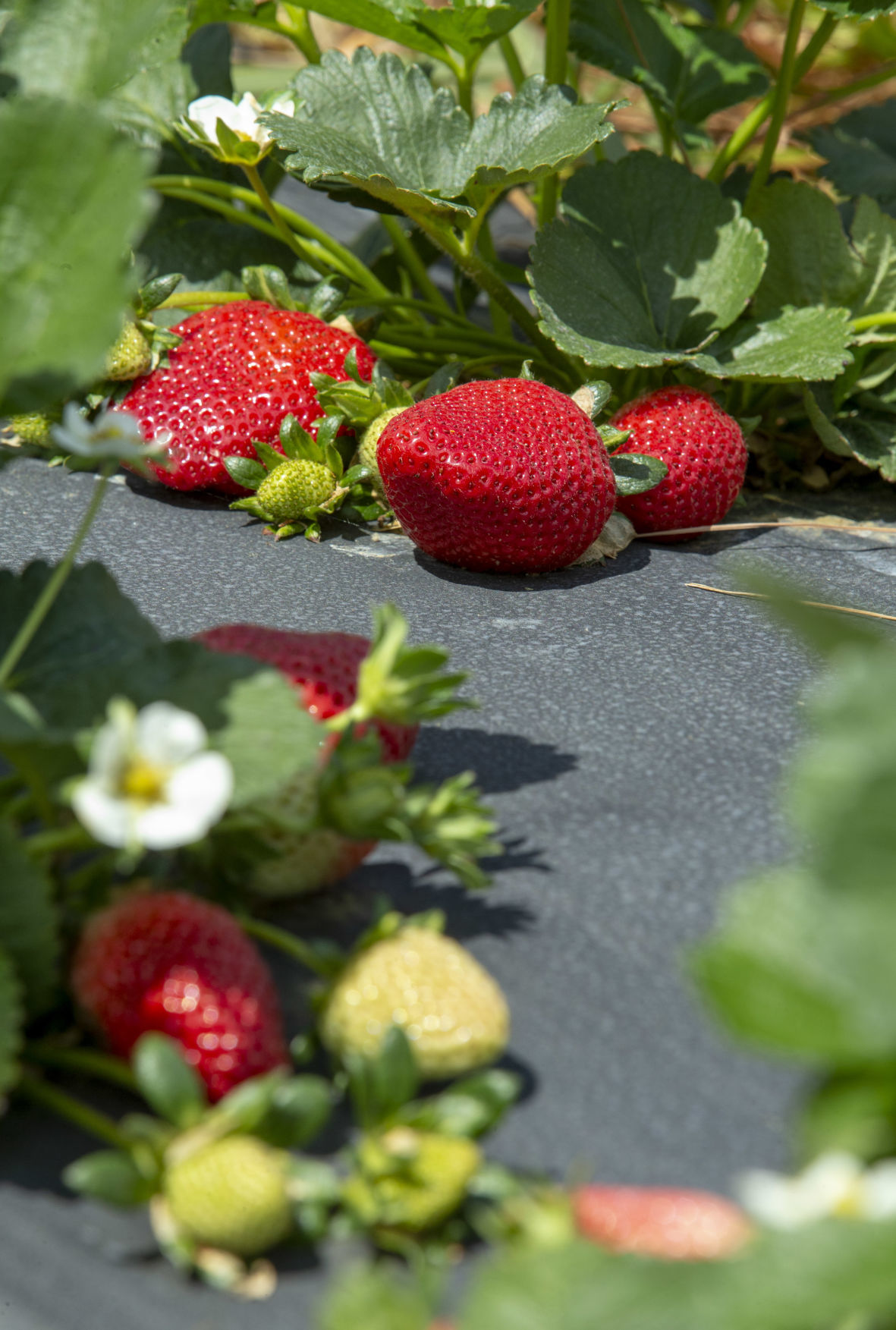 Strawberries